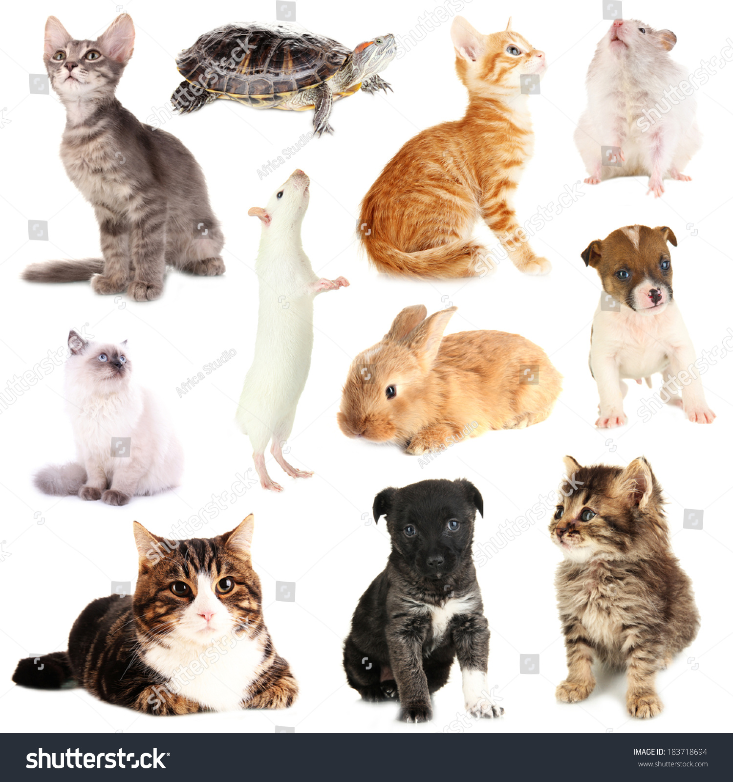Коллаж названиями домашних кошек