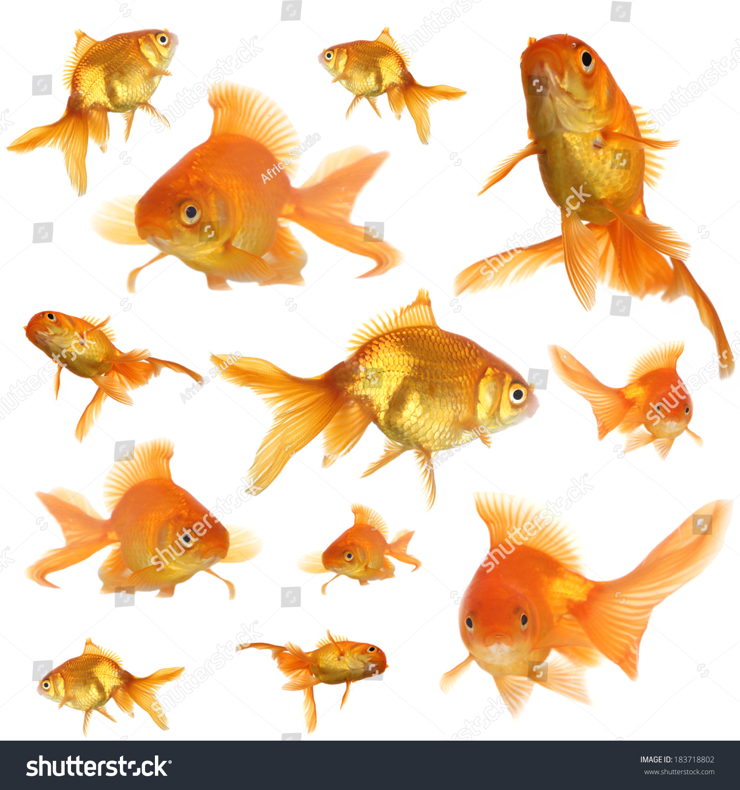 Collage Goldfish Aquarium Isolated On White Stock Photo 183718802 ...