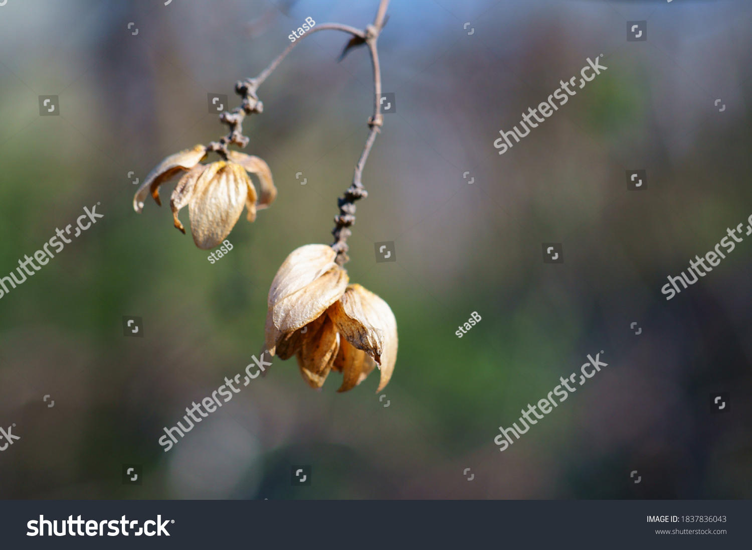 Dried Cherry Blossom Natural Background Stock Photo 1837836043