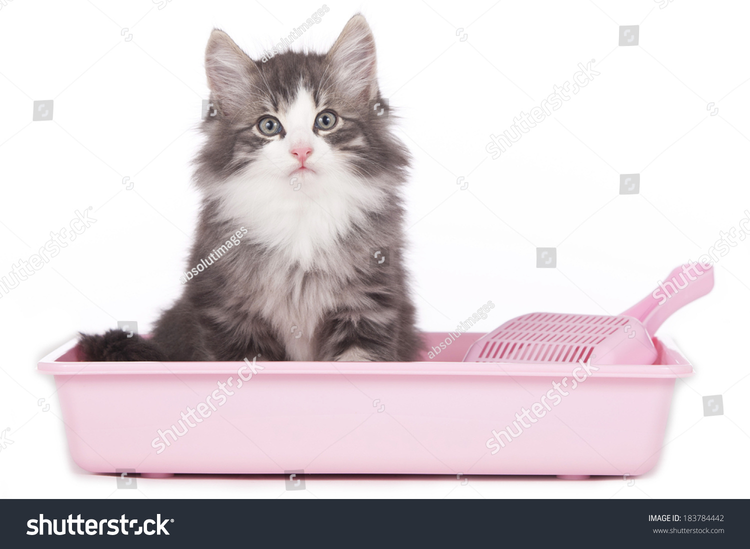 Cat Sitting Litter Box Isolated Stock Photo 183784442 Shutterstock