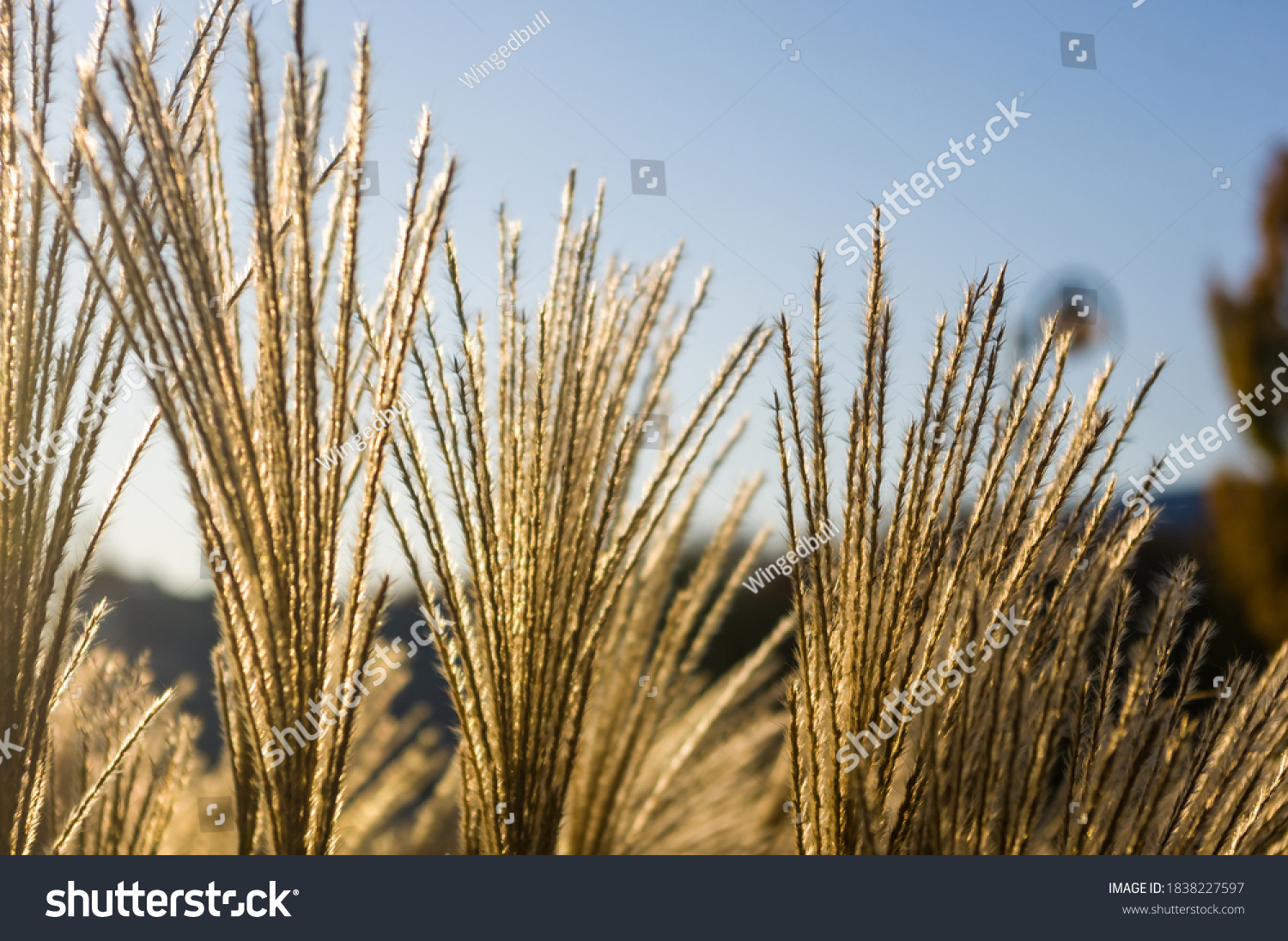 Chinese Silver Grass Maiden Grass Miscanthus Stock Photo 1838227597 ...