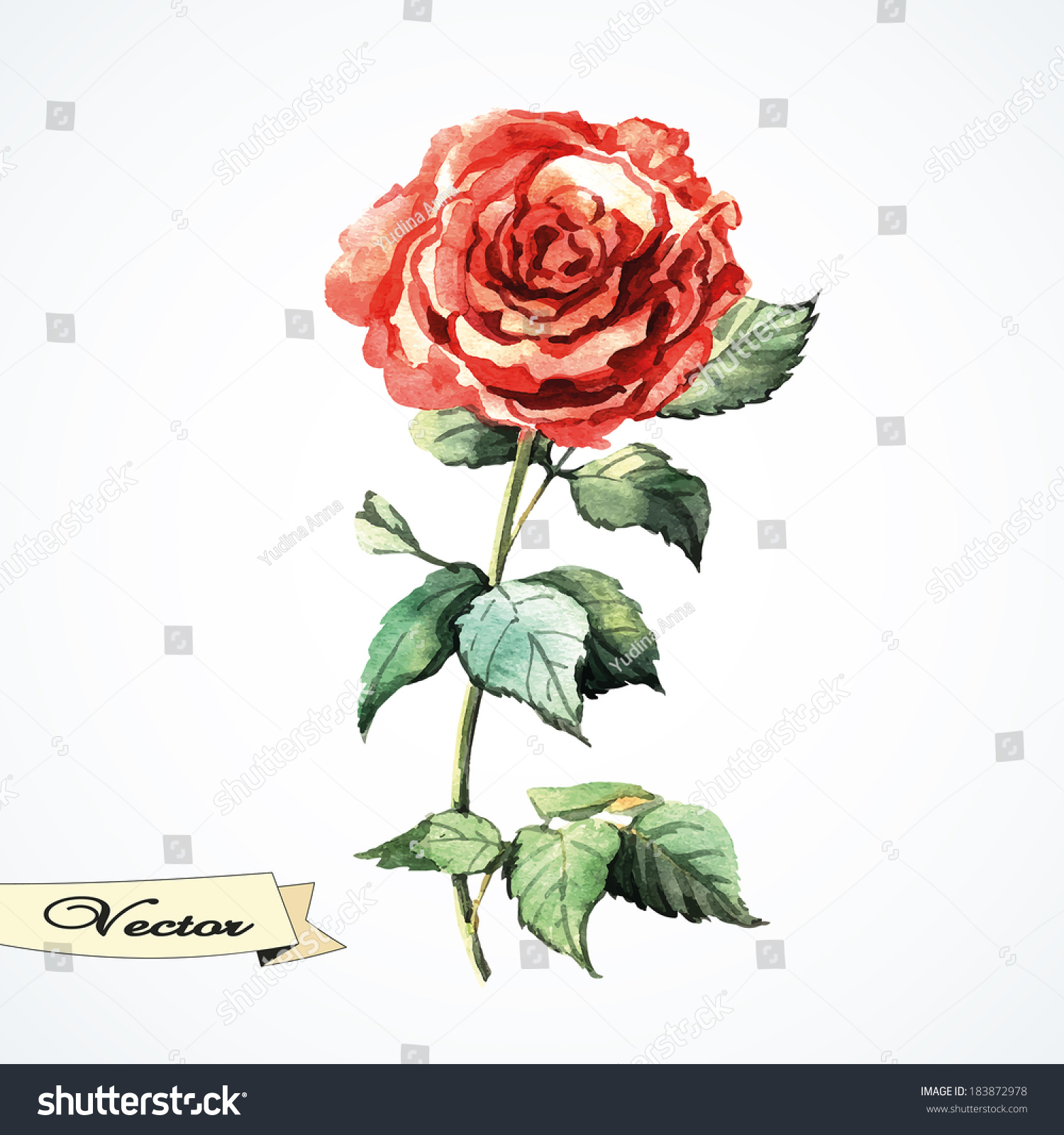 Vector Watercolor Red Rose Illustration Greeting Stock Vector (Royalty ...