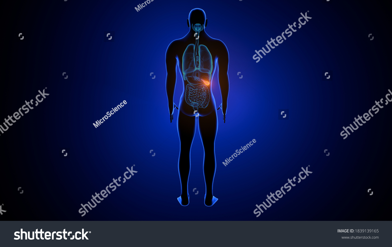 3d Illustration Human Internal Organ Gallbladder Stock Illustration ...