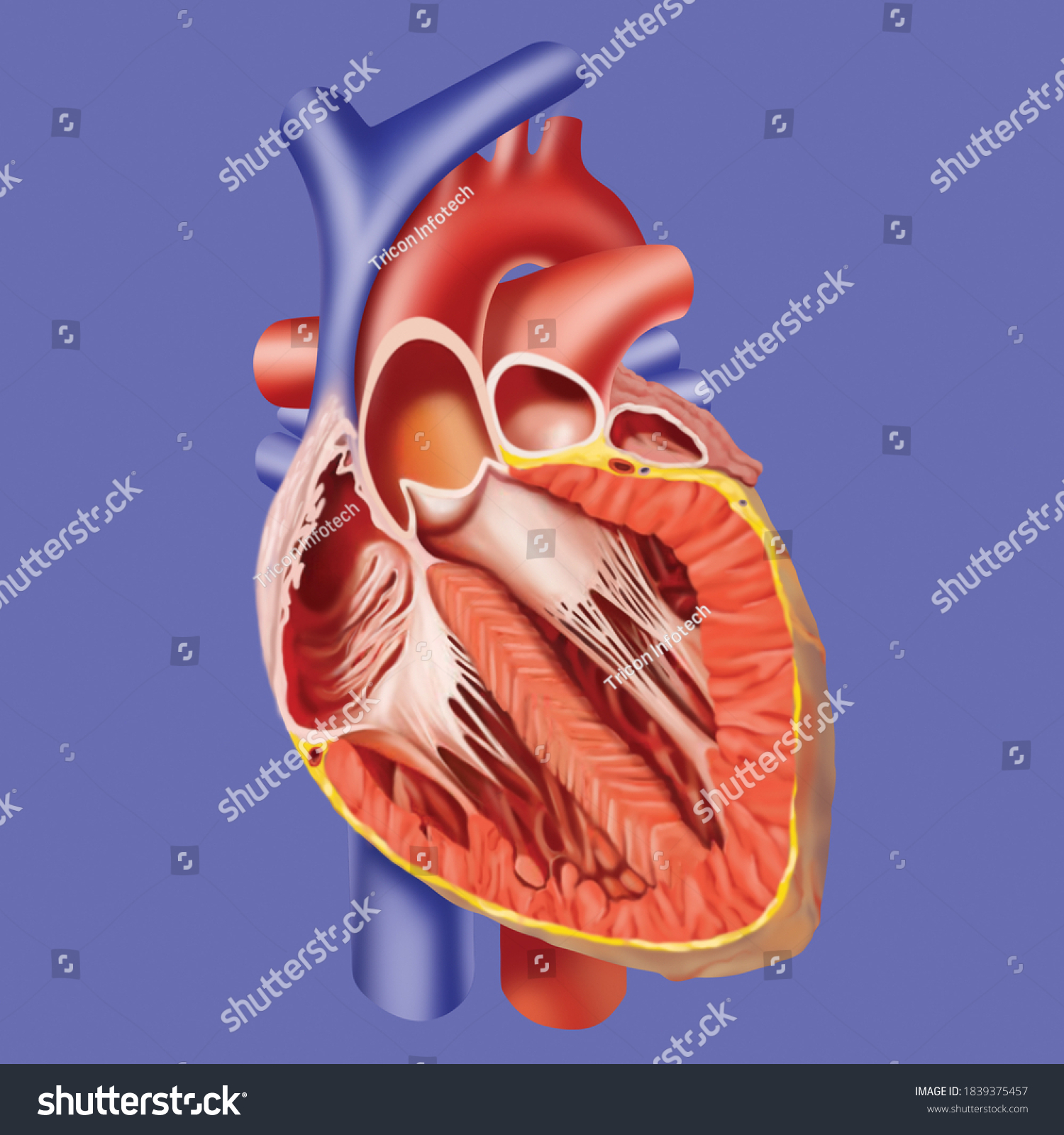 3d drawing of human heart