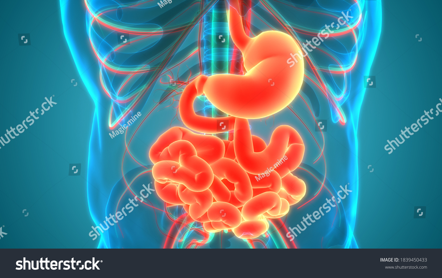 Human Digestive System Stomach Small Intestine Stock Illustration 1839450433 Shutterstock