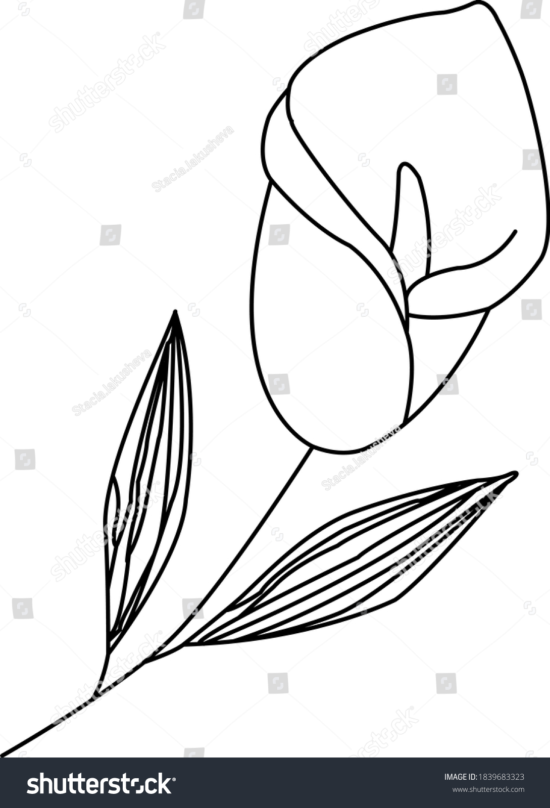 Calla Lily Vector Line Art Single Stock Vector (Royalty Free ...