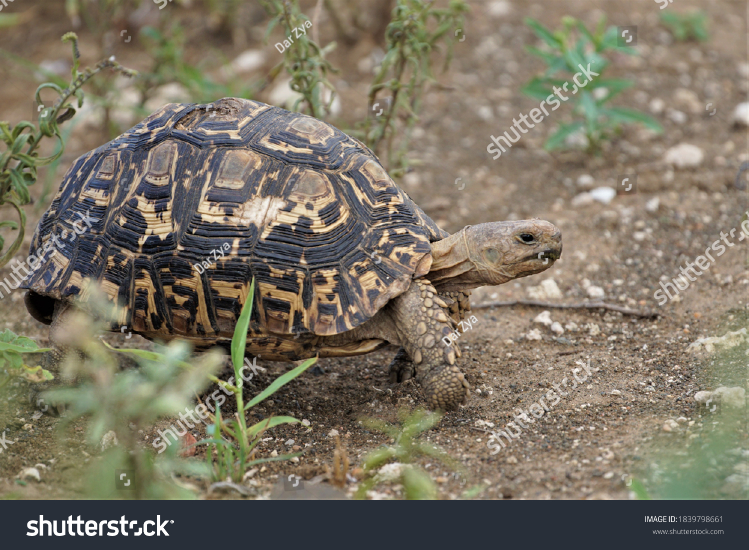 3,545 Turtle Walking On Ground Images, Stock Photos & Vectors ...