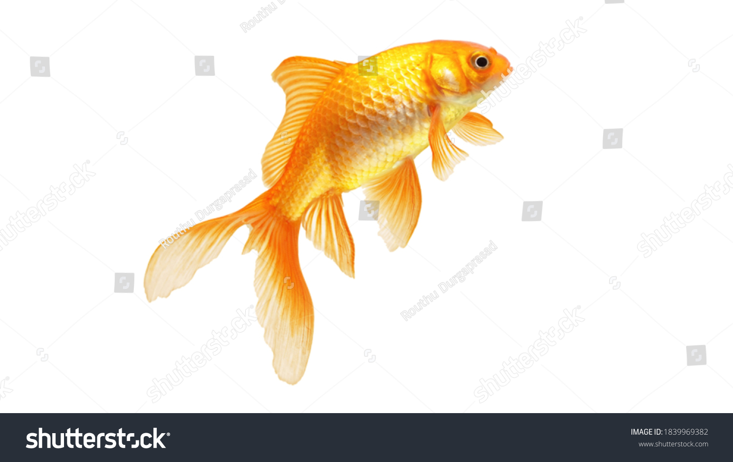Картинки золотой рыбки
