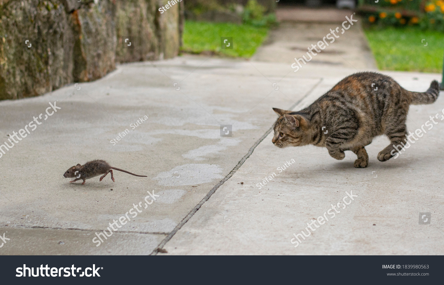 Grey Stripped Cat Hunting Mouse Young Stock Photo 1839980563 Shutterstock