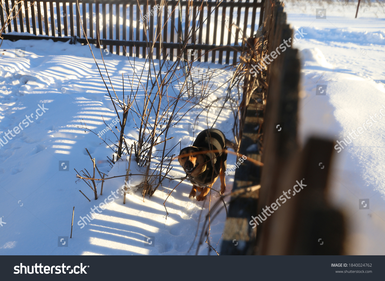 why does my dog run up and down the fence