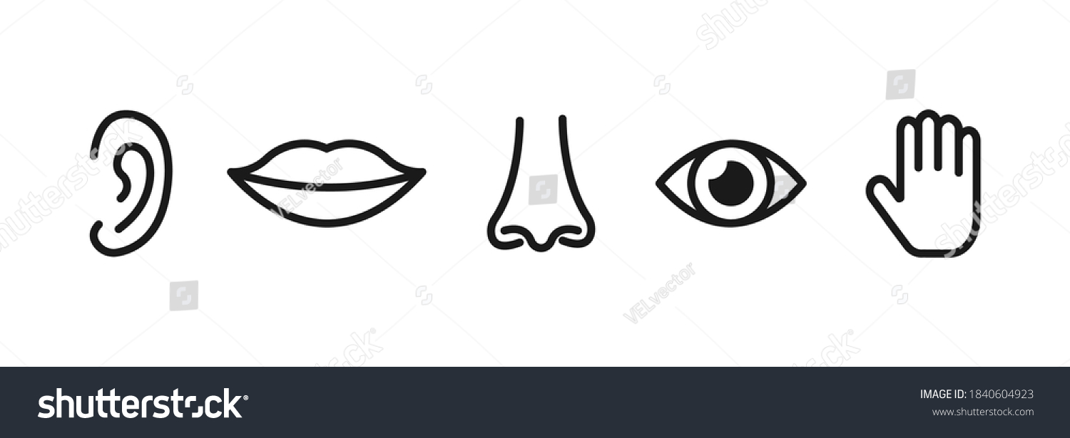 Set Five Human Senses Sight Smell Stock Vector (Royalty Free ...