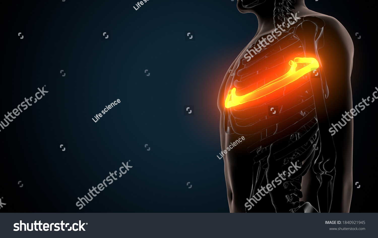 3d Illustration Human Skeleton Anatomy Rib Stock Illustration 1840921945 Shutterstock 8369