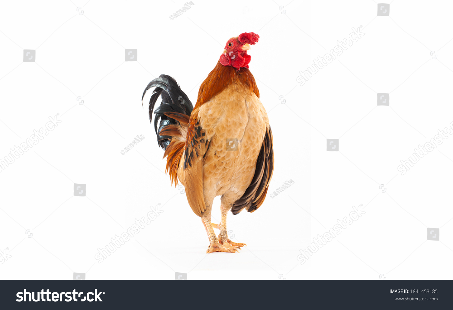 Portrait Rooster Isolated On White Background Stock Photo 1841453185 ...