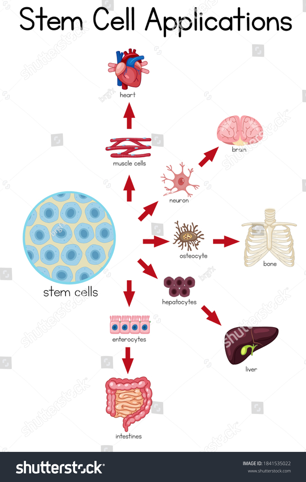 Informative Poster Stem Cell Applications Illustration Stock Vector ...