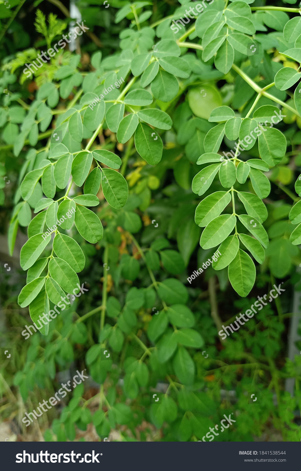 Moringa Oleifera Drumstick Tree Medicinal Plant Stock Photo 1841538544 ...