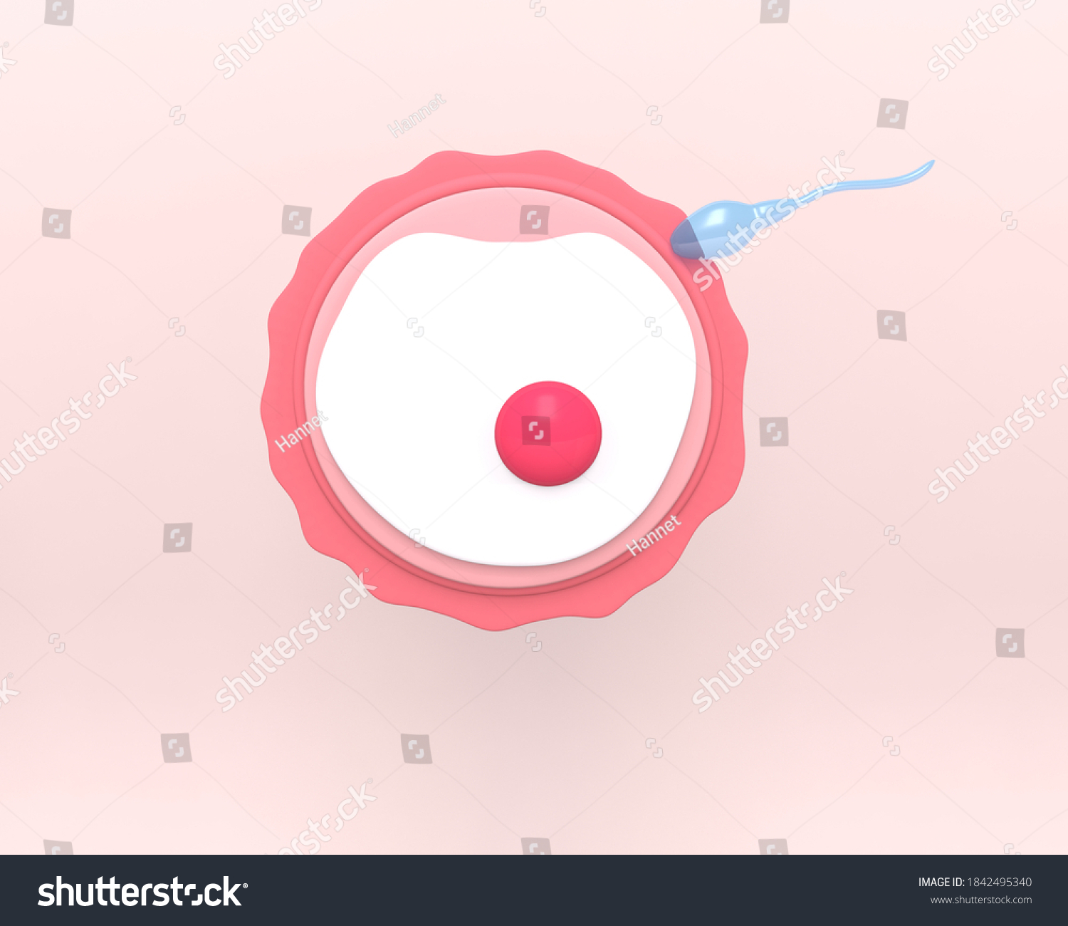 Ovule Sperm Female Fertility Cell Oocyte Stock Illustration 1842495340 Shutterstock 