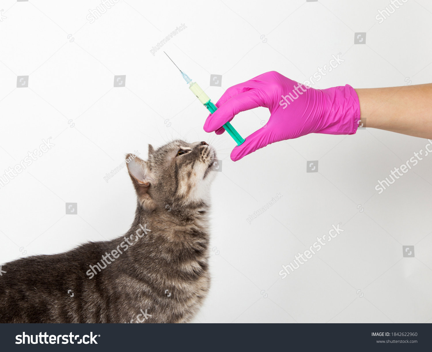 Инъекция кошке в холку