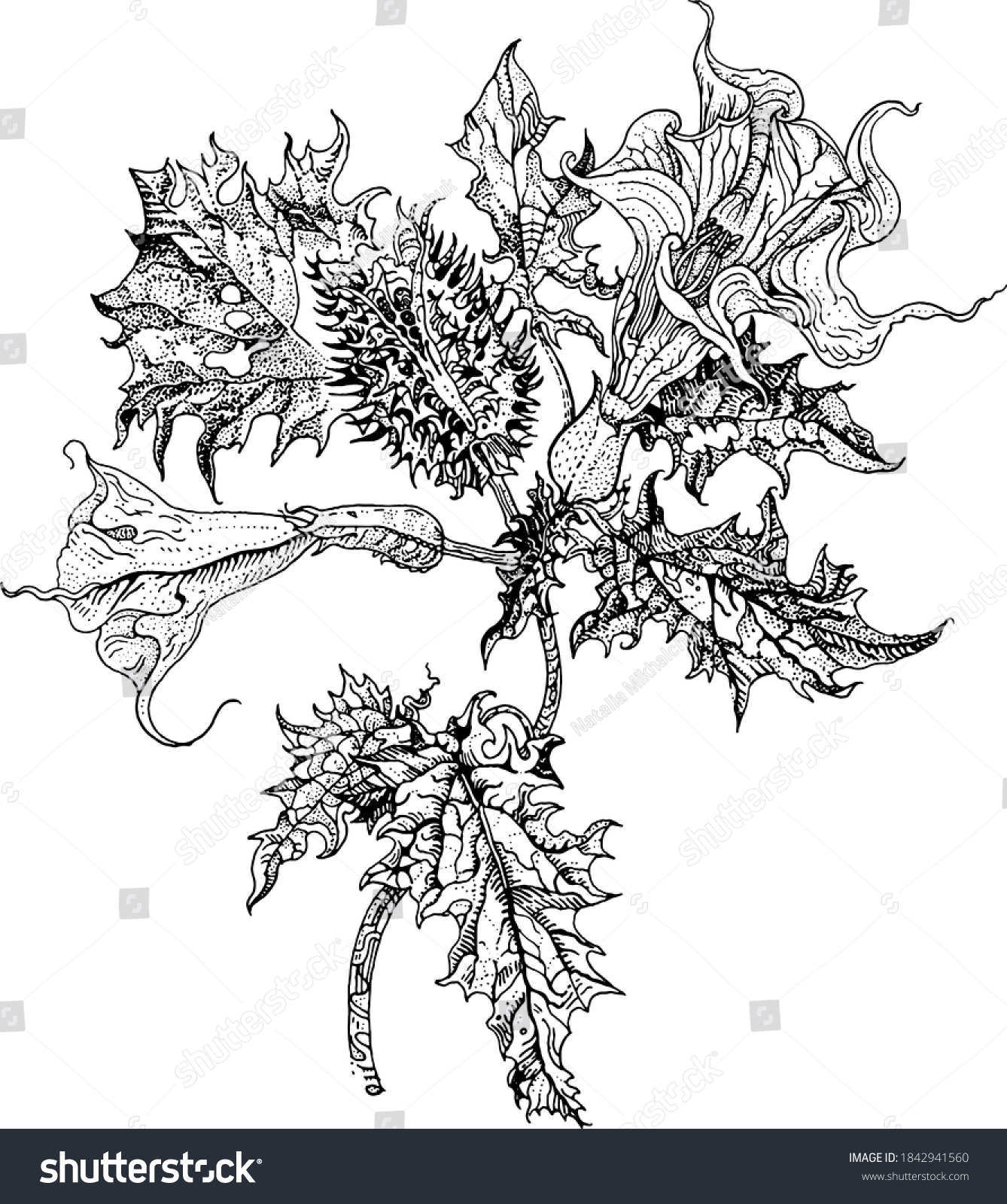 Datura Stramonium Thorn Apple Devils Snare Stock Vector (Royalty Free ...