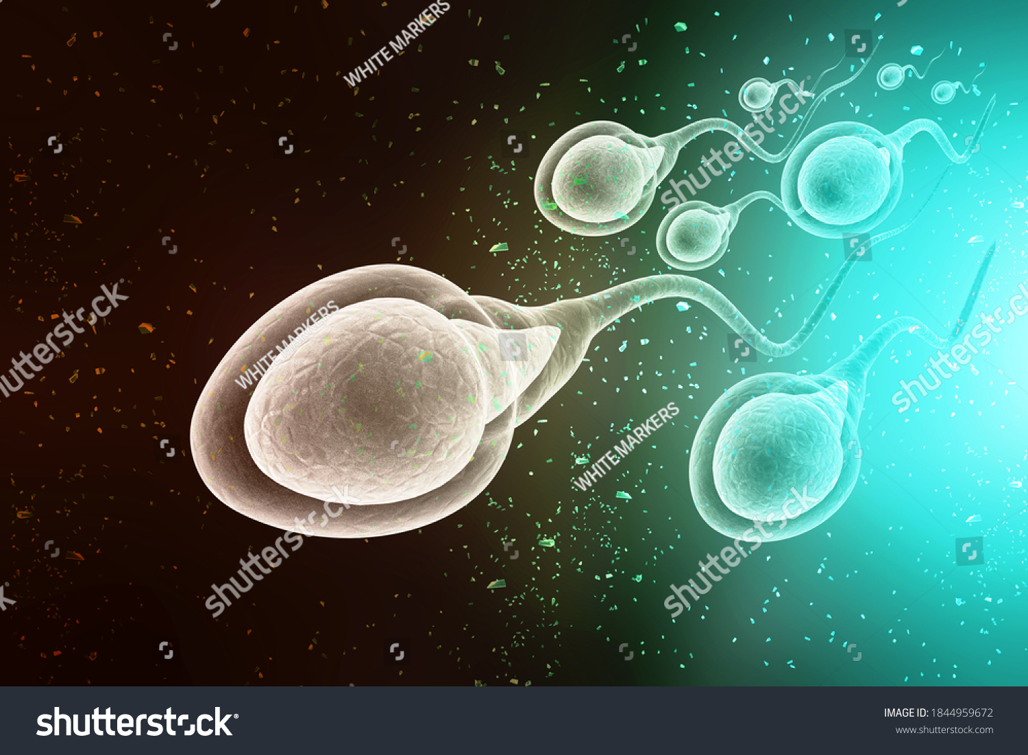 3d Illustration Showing Human Sperm Cells Stock Illustration 1844959672