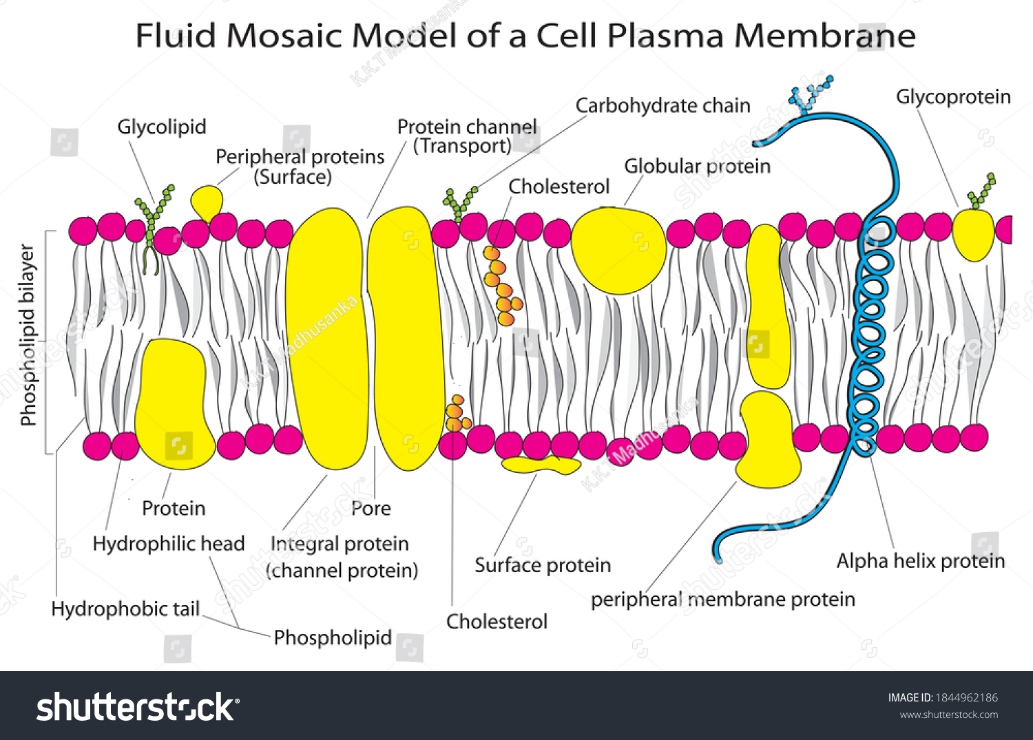 Fluid Mosaic Model Cell Plasma Membrane Stock Vector (Royalty Free ...