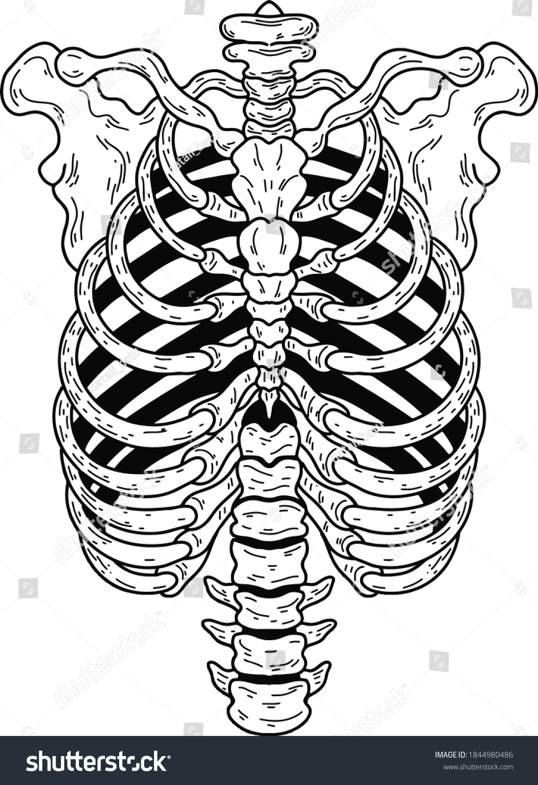 Vector Realistic Human Chest Skeleton Eps Stock Vector (Royalty Free ...