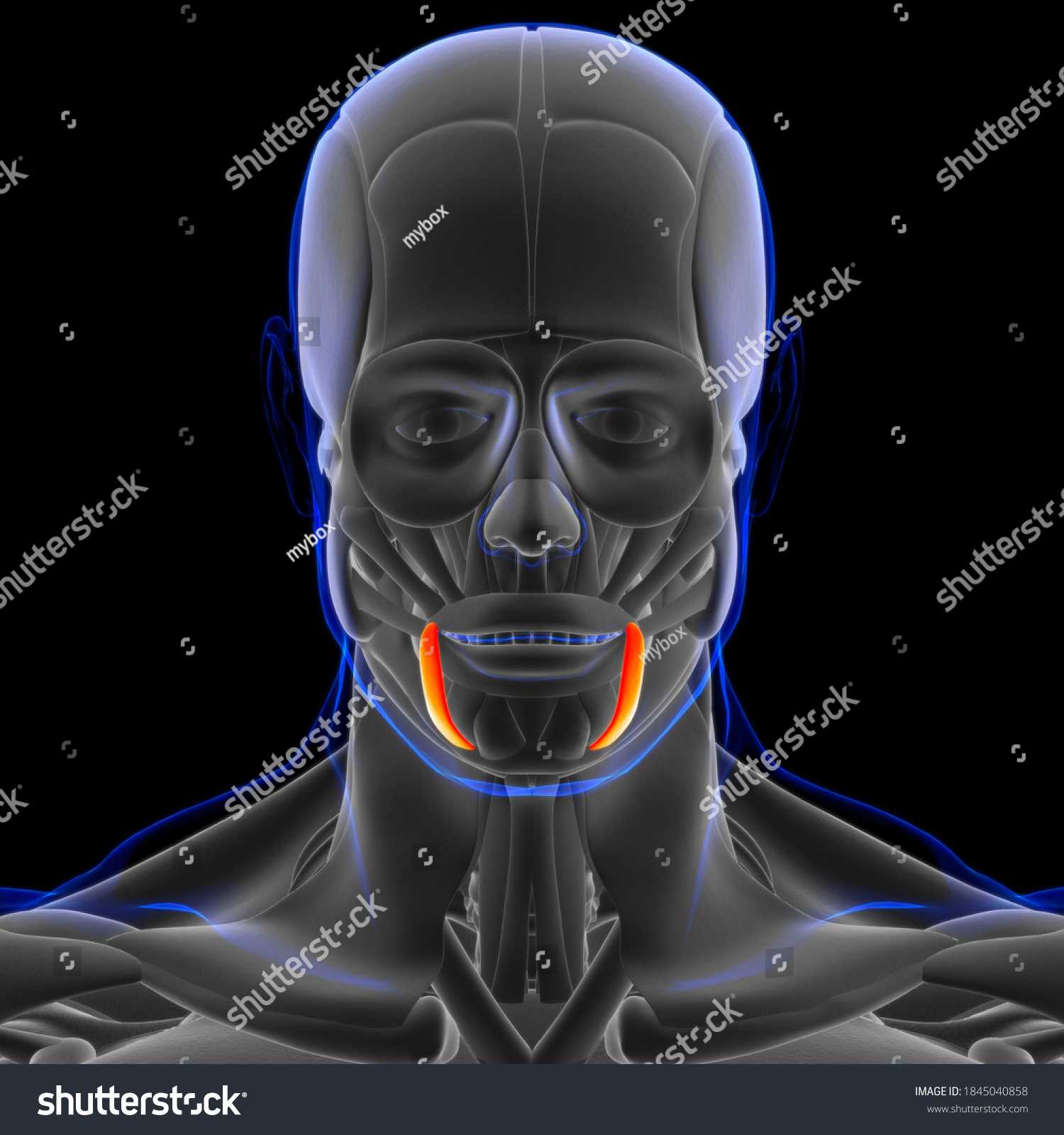 Depressor Anguli Oris Muscle Anatomy Medical Stock Illustration 