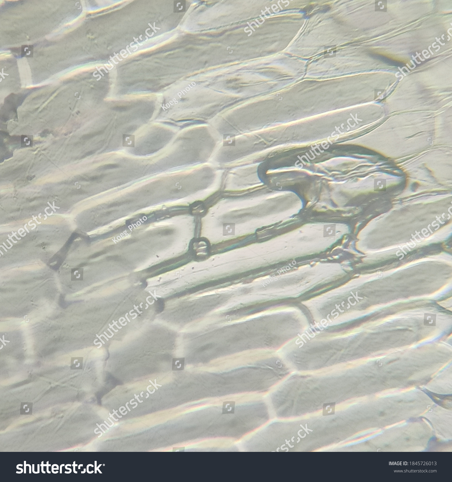 Onion Cells Under Microscope Stock Photo 1845726013 | Shutterstock