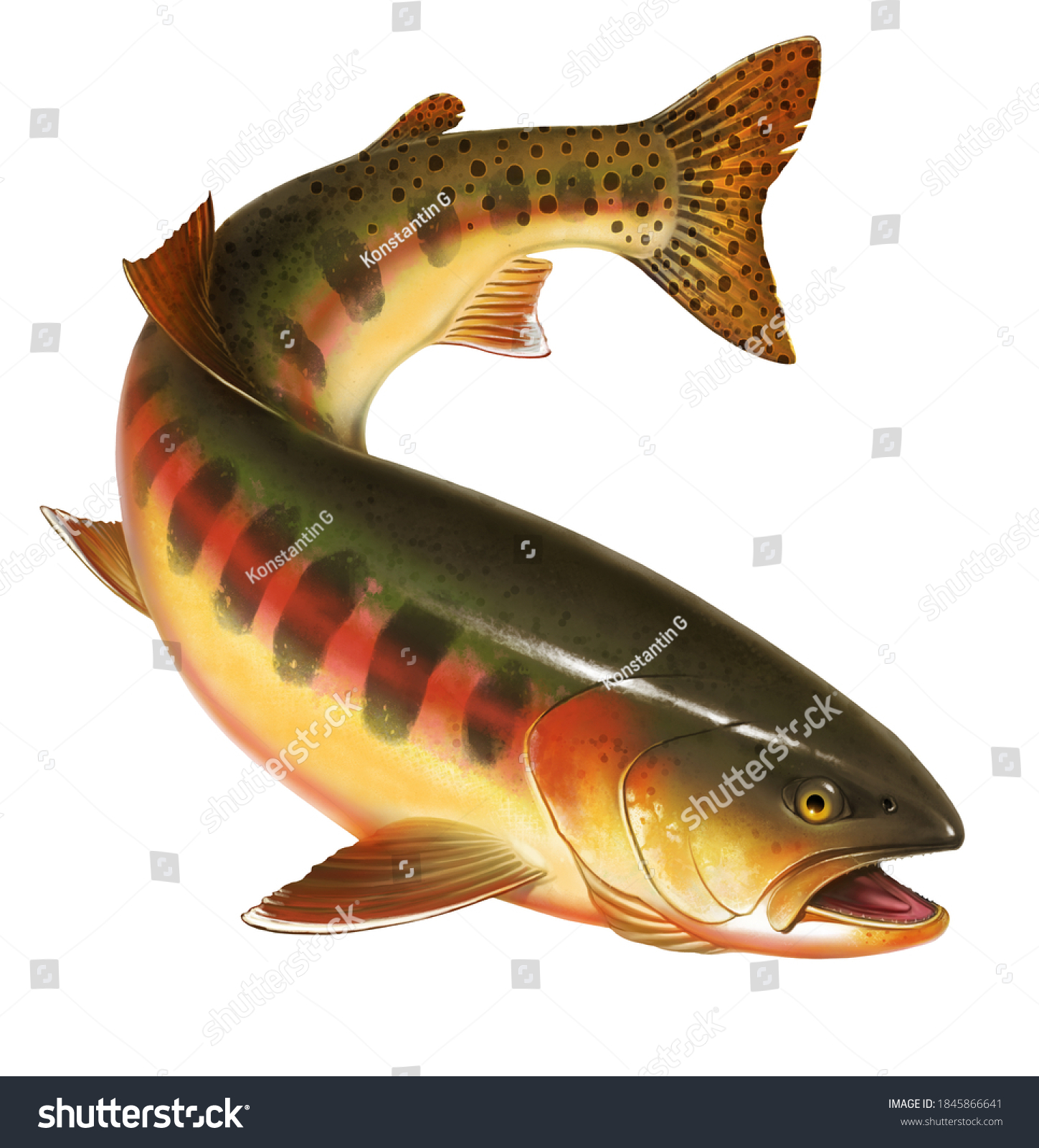 白い背景にニジマスの魚のリアルなイラスト マスの珍味 野生の川魚 のイラスト素材 Shutterstock