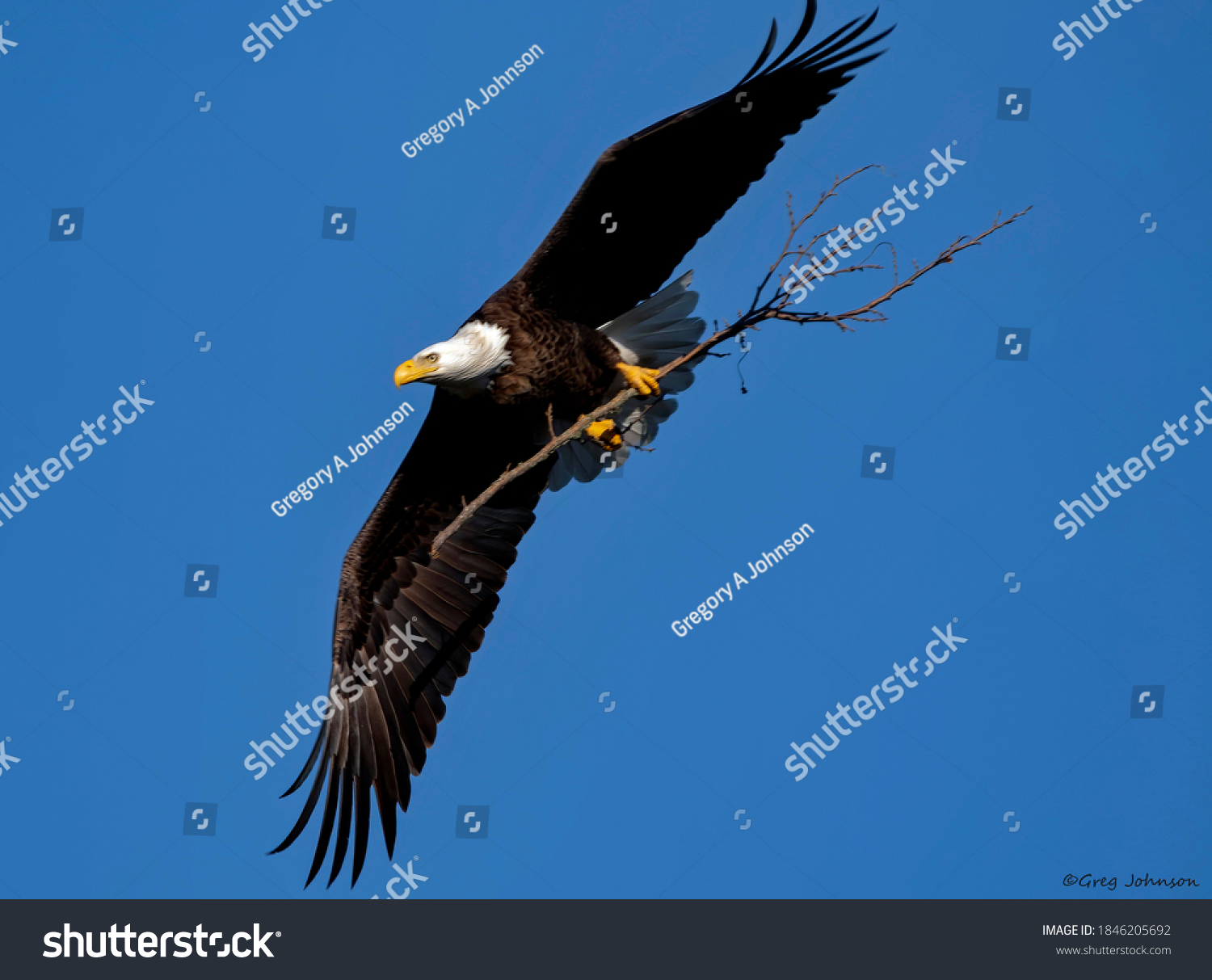 Bald Eagle Nest Building Activity Stock Photo 1846205692 | Shutterstock