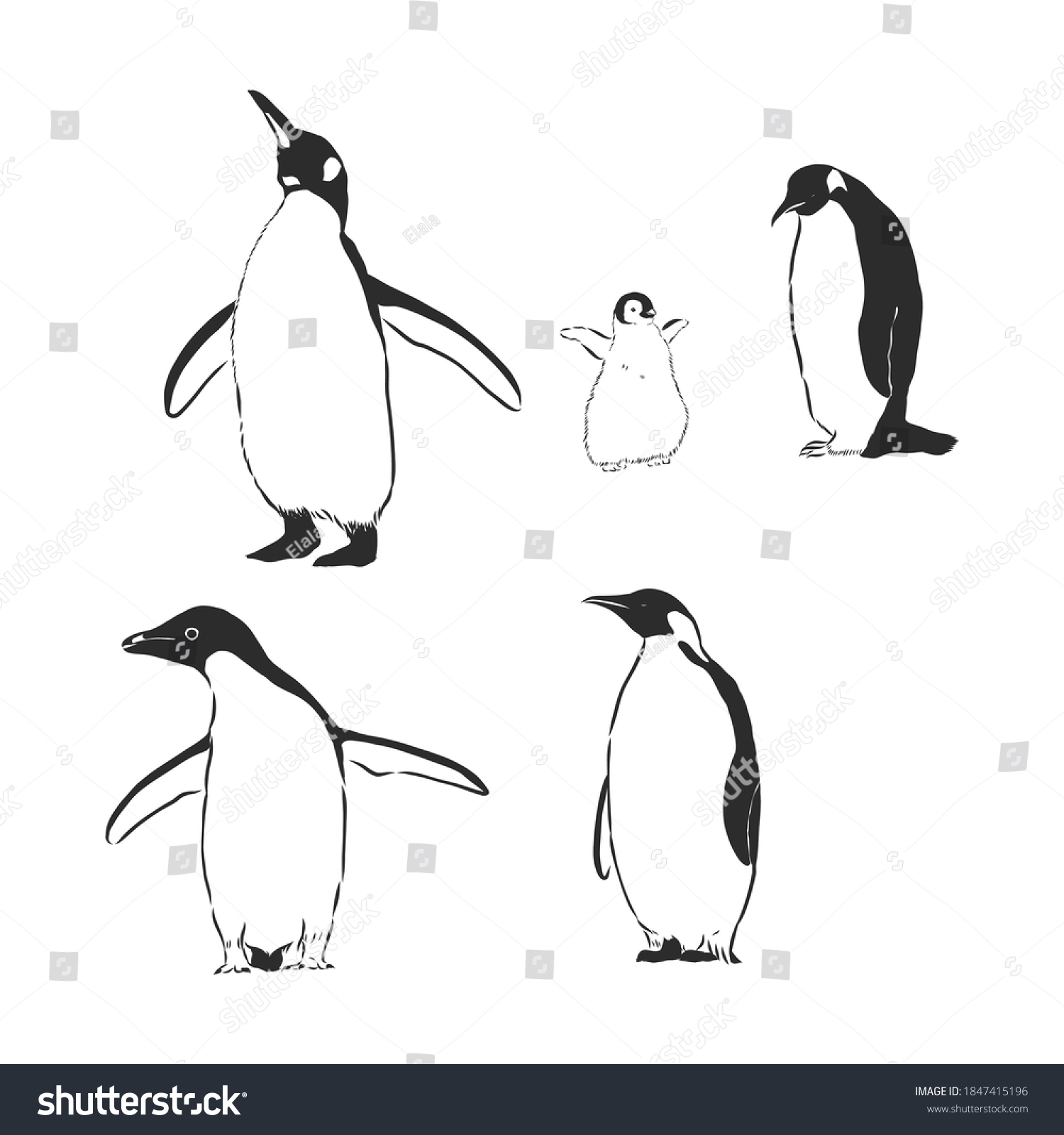 Пингвин Адели вектор