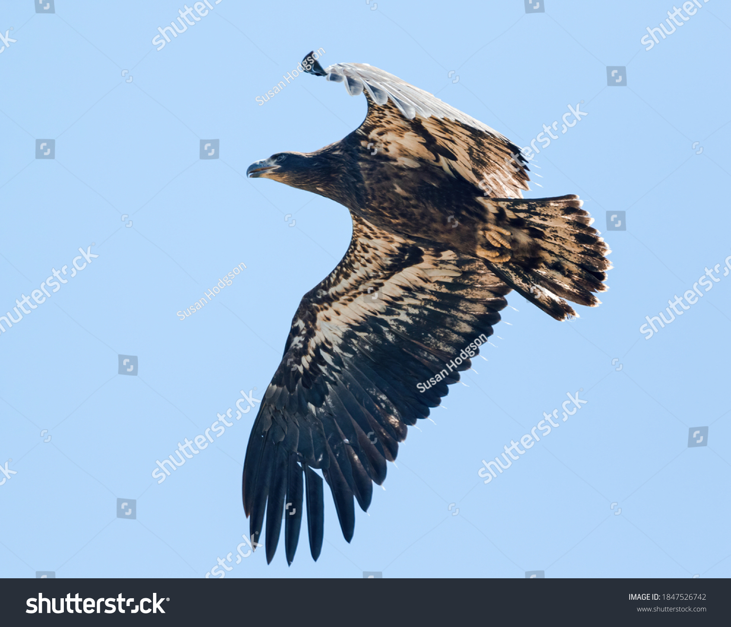 Juvenile Bald Eagle Flying By Very Stock Photo 1847526742 | Shutterstock