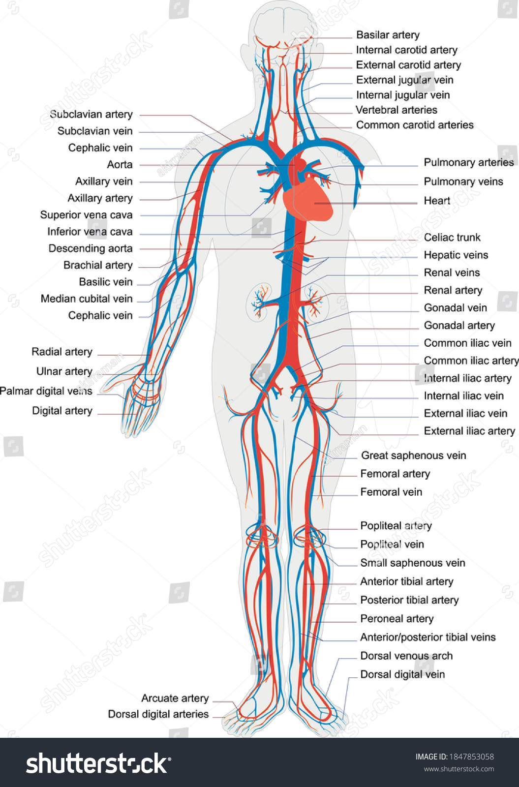 Human Body Artery System Vector Full 库存矢量图（免版税）1847853058 