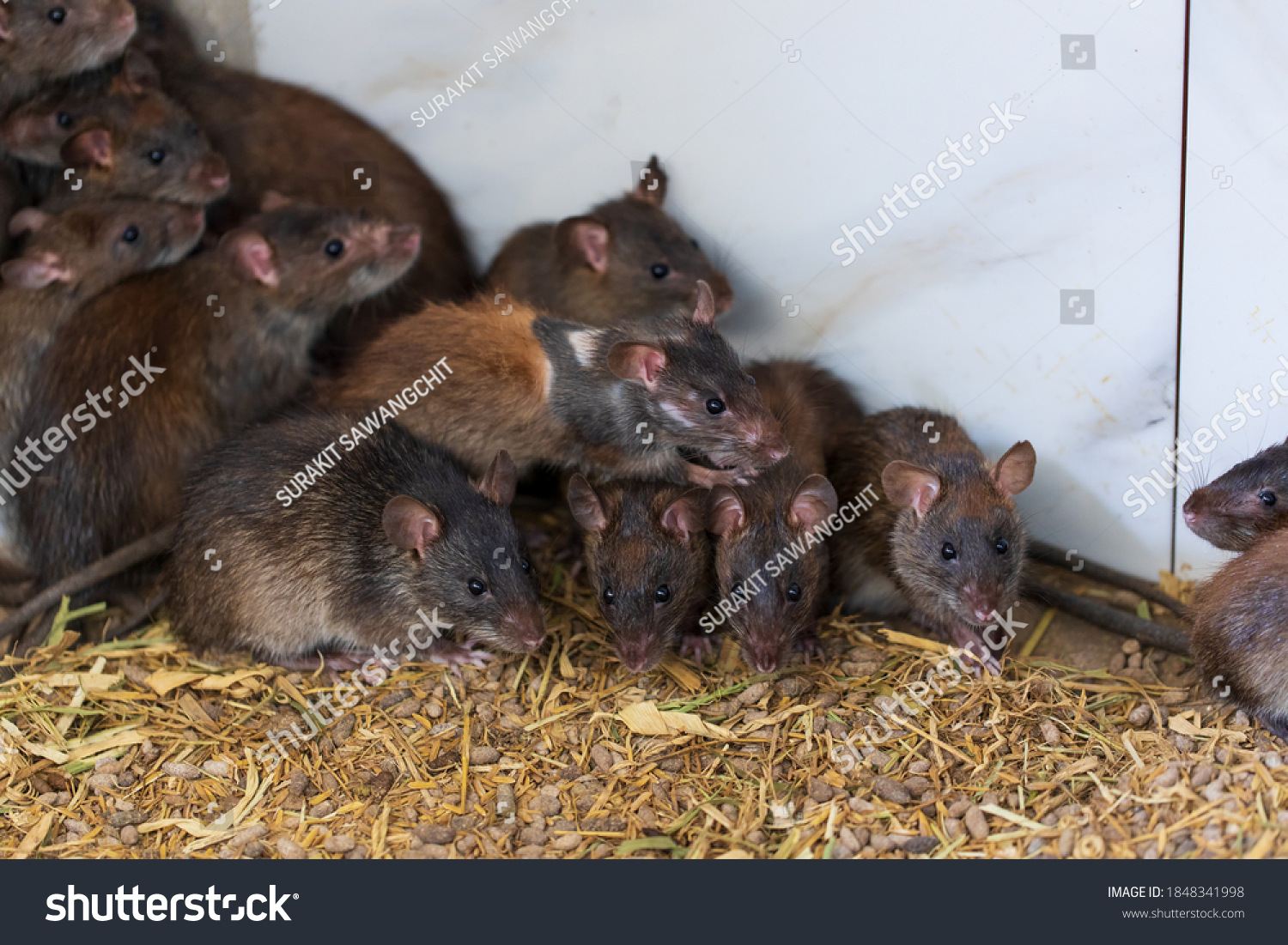 1,312 Rats Nest Images, Stock Photos & Vectors | Shutterstock