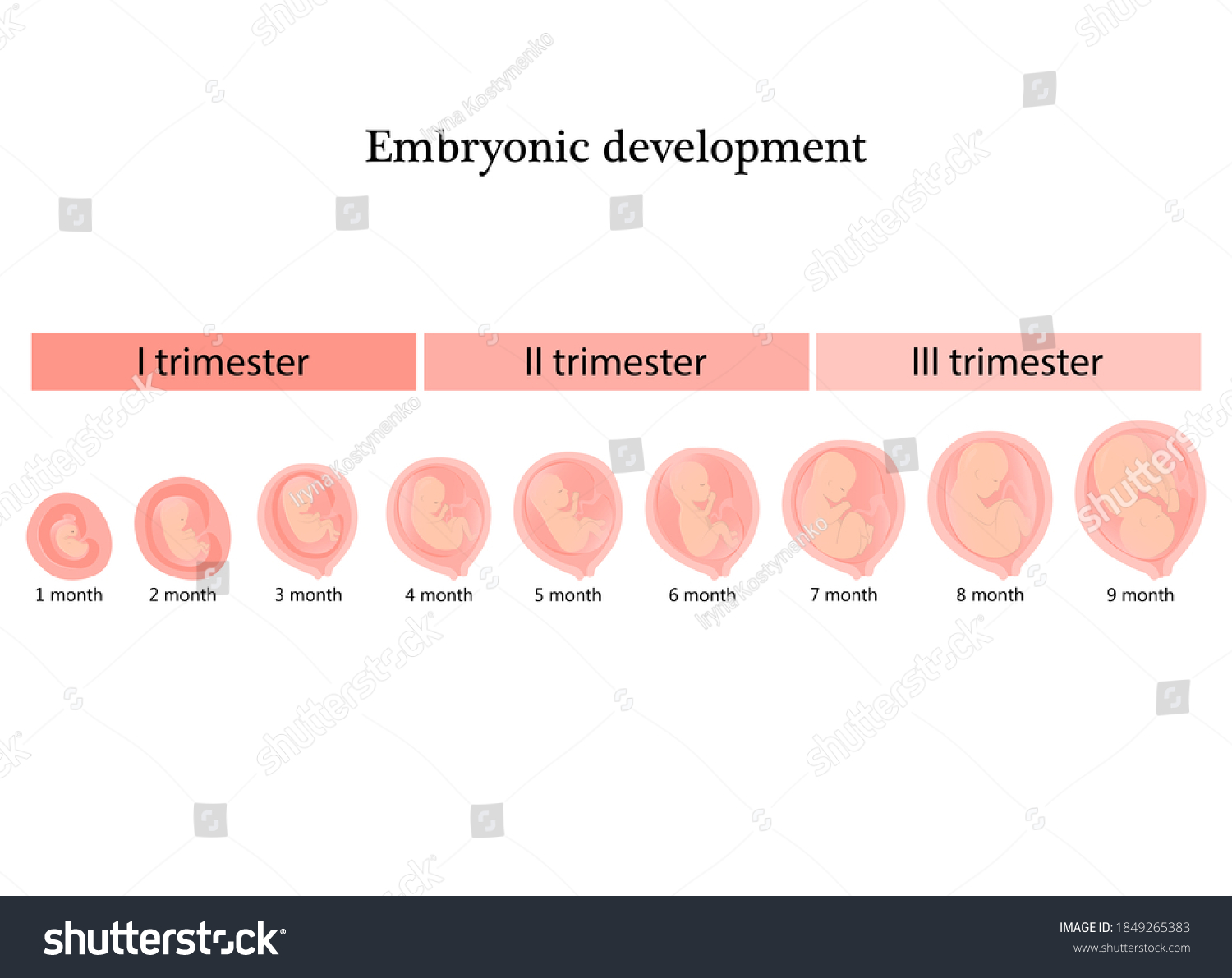 Infographic Stages Pregnancy Embryo Fetus Development Stock Vector ...