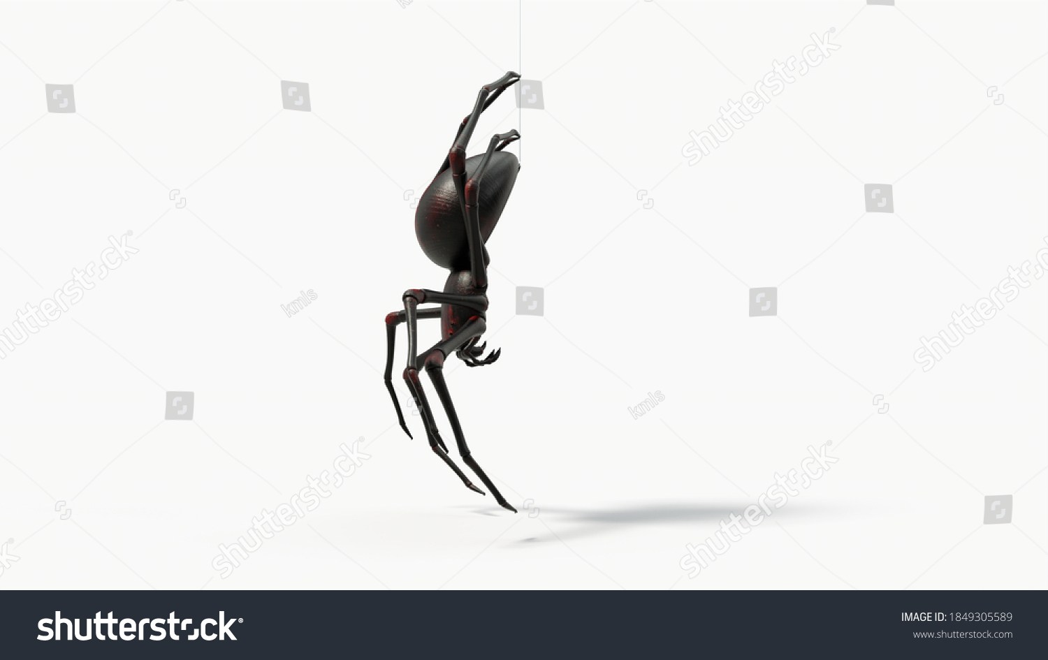Hanging Black Spider Red Skin Details Stock Illustration 1849305589 Shutterstock 6591