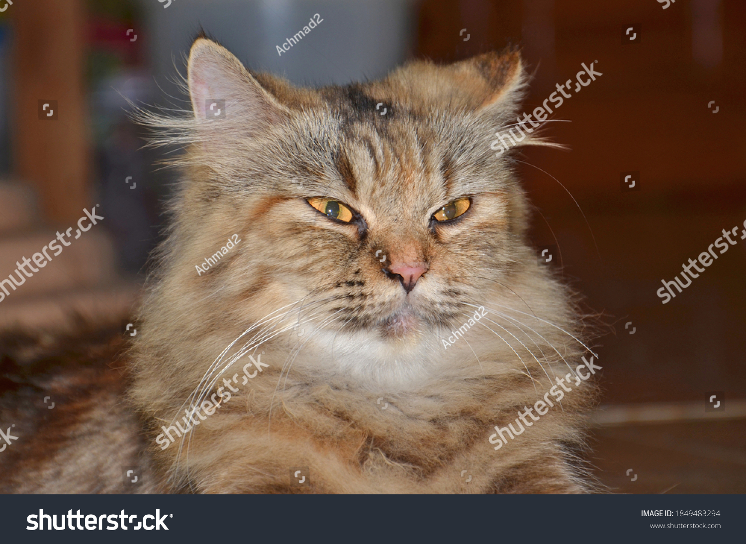 怒ったたてがみくん猫のポートレート 家庭でのペット写真素材 Shutterstock
