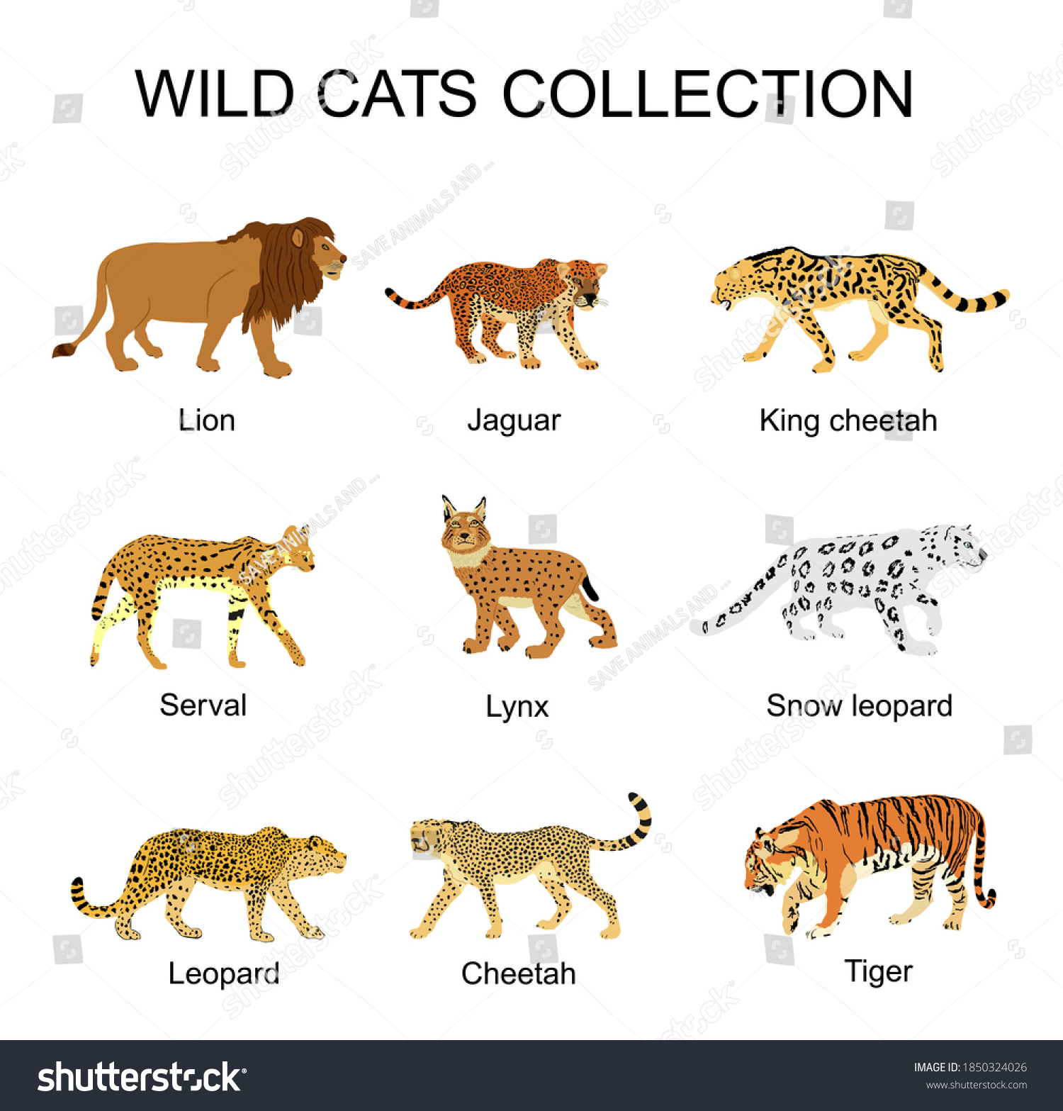 Wild Cats Collection Vector Illustration Isolated Stock Vector (royalty 