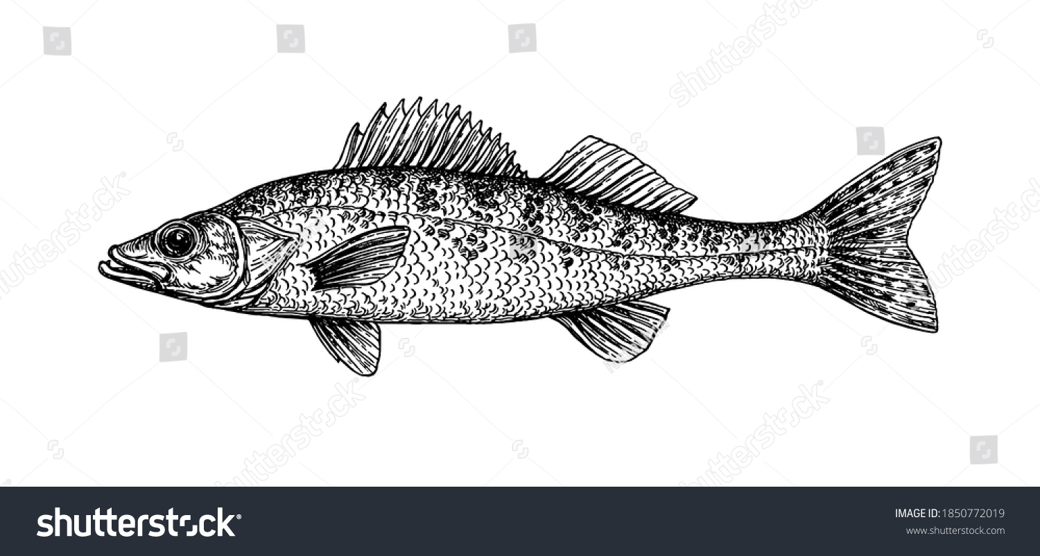 Walleye Yellow Pike Freshwater Fish Ink Stock Vector (Royalty Free ...