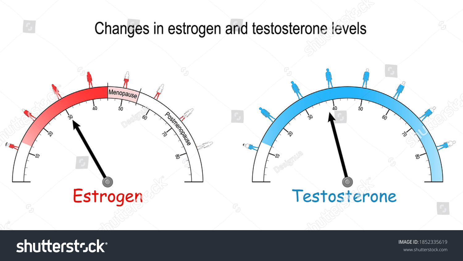 Testosterone Estrogen Meter Sex Hormone Level Stock Vector Royalty