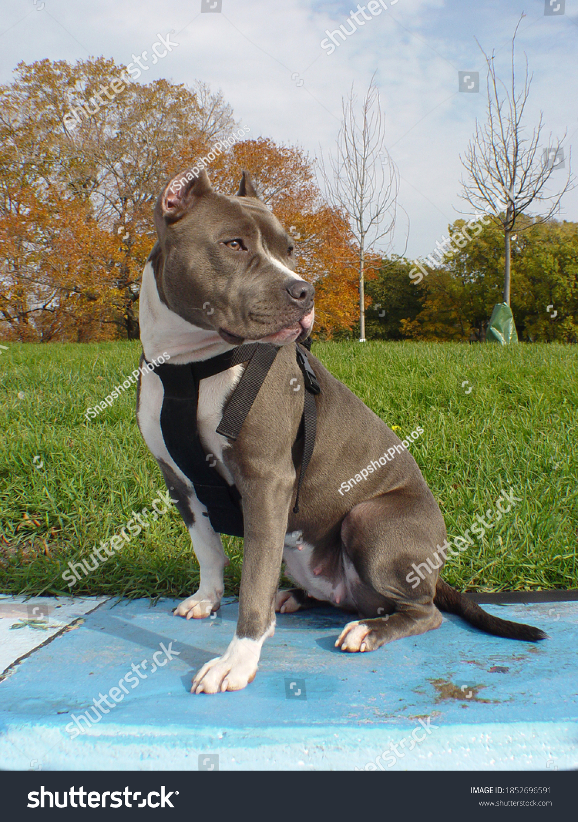 blue pitbull uncropped ears