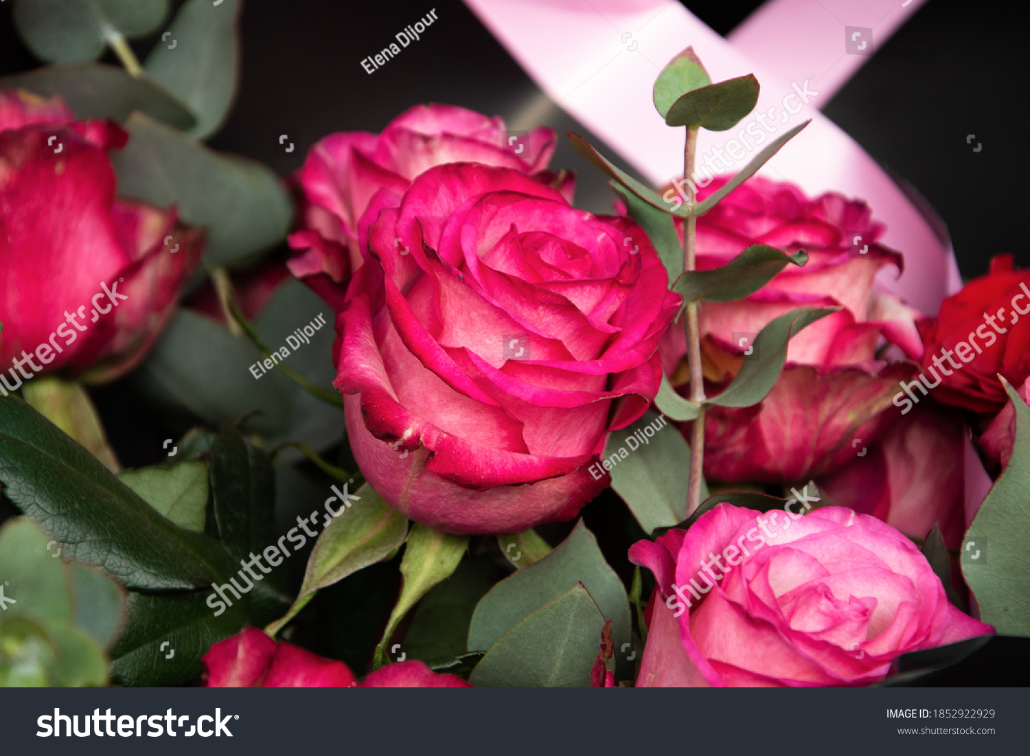 Funeral Red Rose Flowers Bouquet Arrangement Stock Photo 1852922929   Stock Photo Funeral Red Rose Flowers Bouquet Arrangement In Black Wrap Mourning Background Grief Memorial 1852922929 