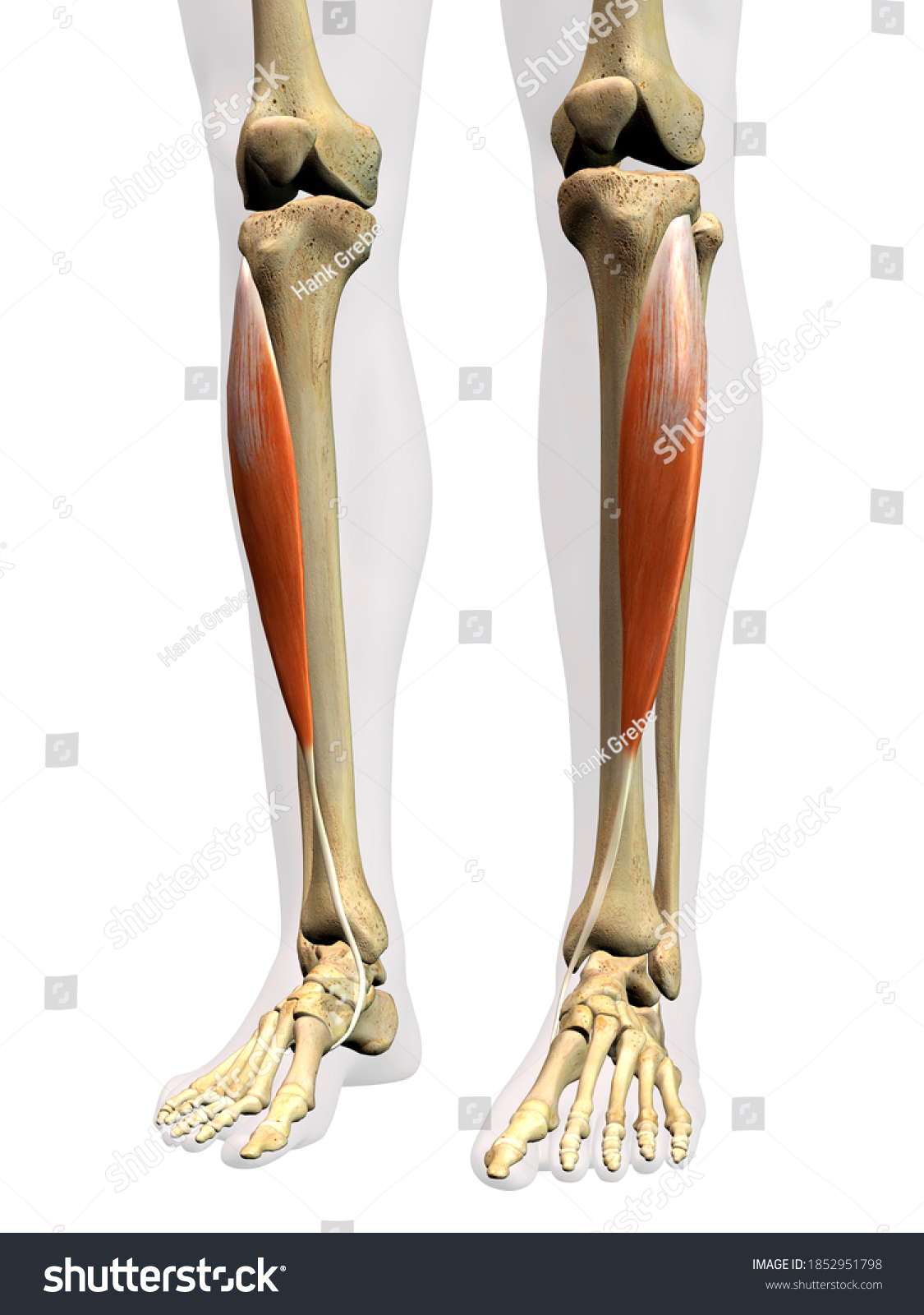 67 Tibial Is Anterior Muscle Images, Stock Photos & Vectors | Shutterstock