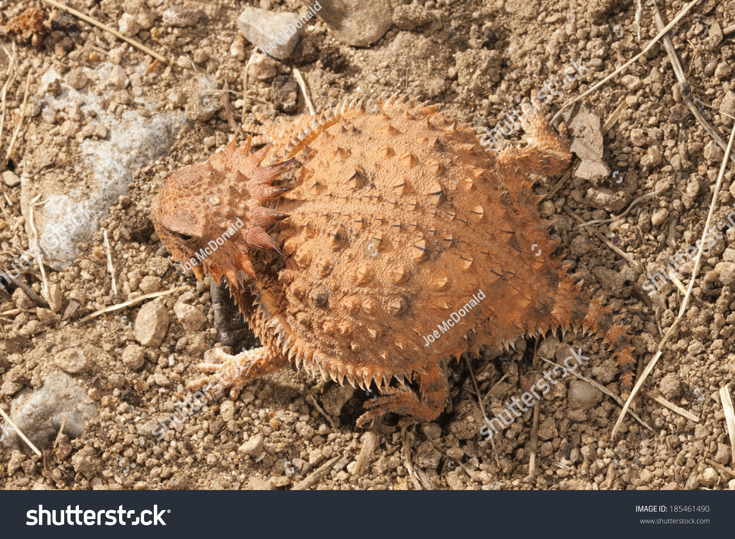 Regalhorned Lizard Phrynosoma Solare Sonora Desert Stock Photo ...