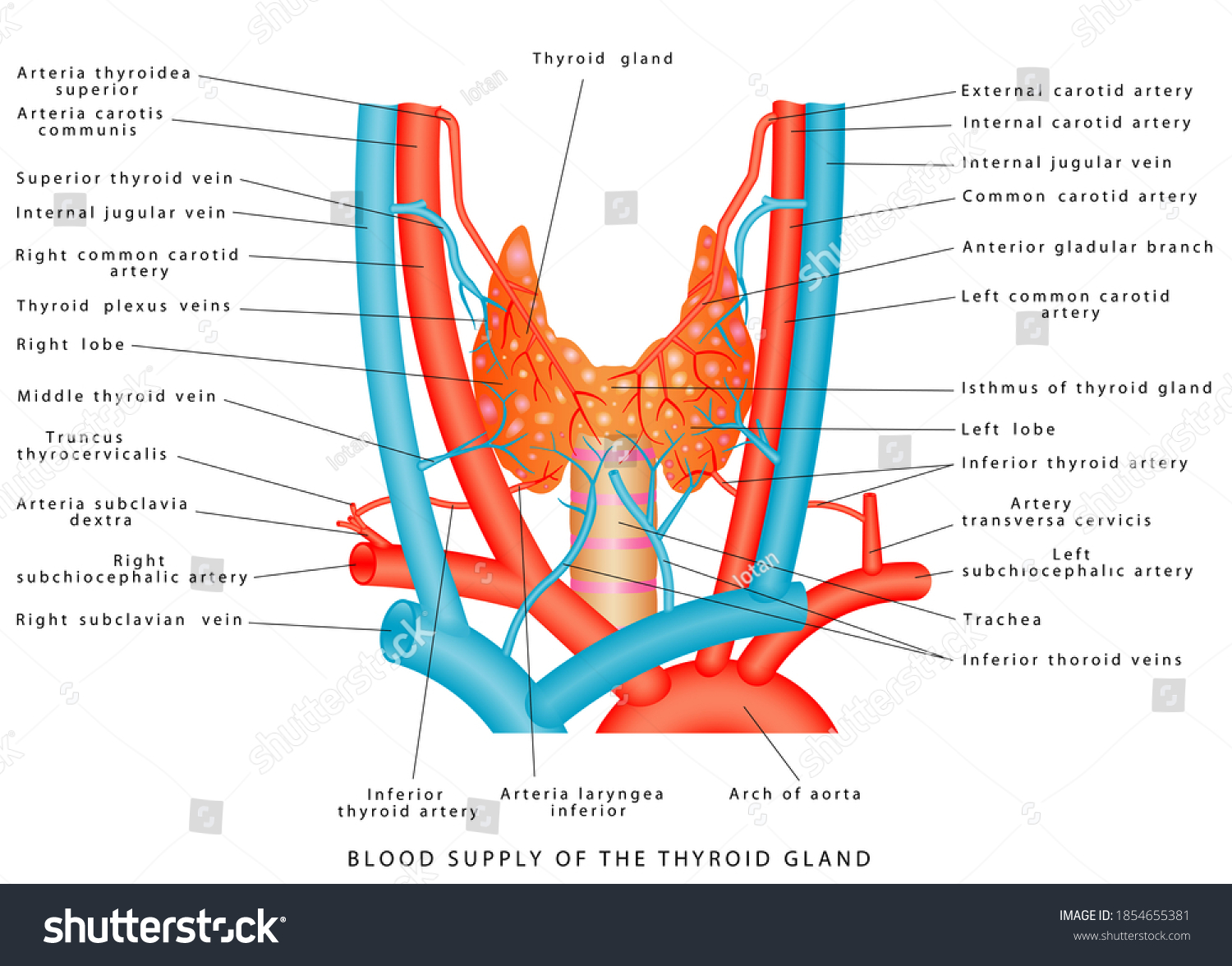 Артерии щитовидной железы. Артерии щитовидной железы анатомия. Кровоснабжение щитовидной железы анатомия. Артерии щитовидной железы схема. Кровоснабжение щитовидной железы топографическая анатомия.