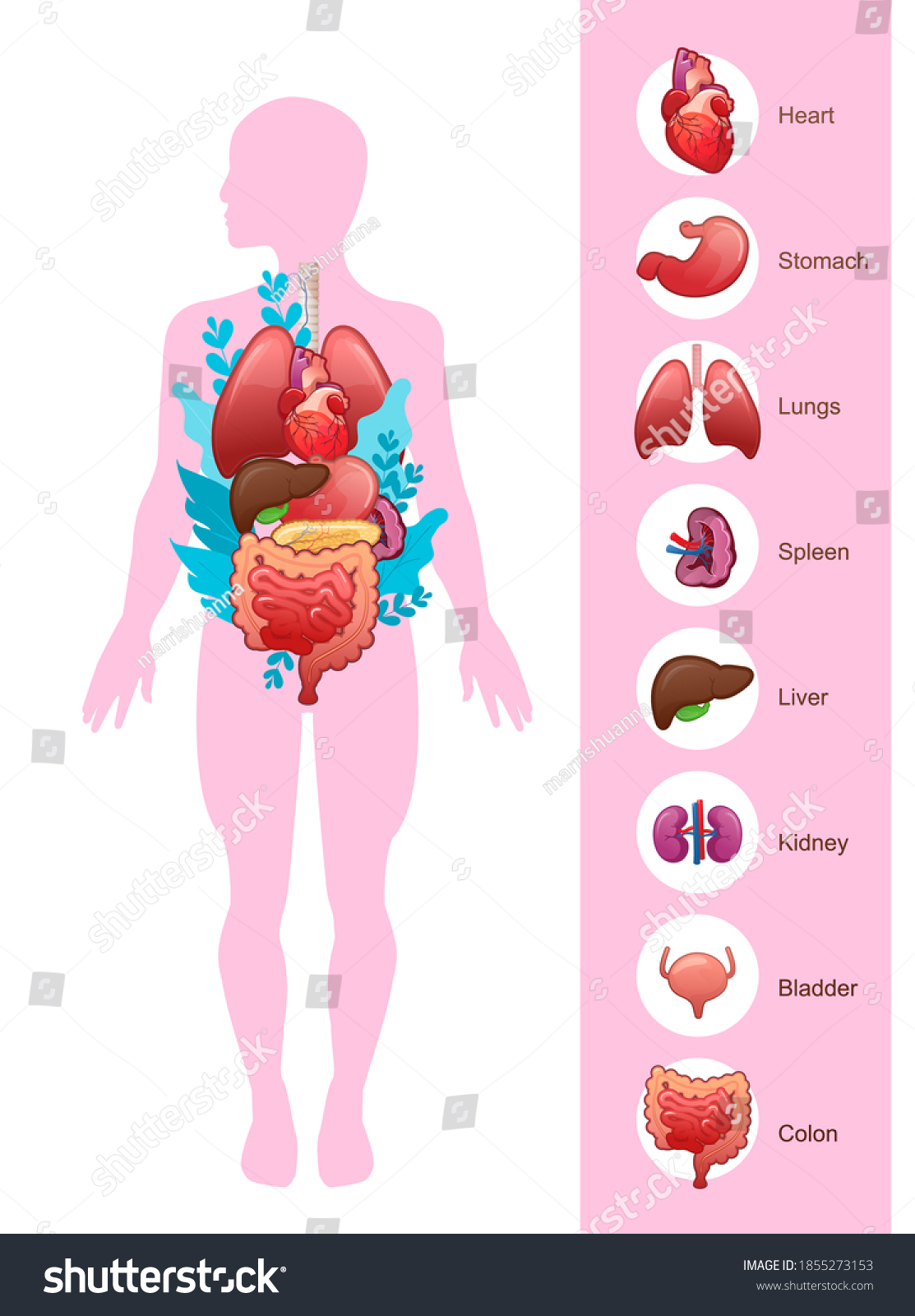 Model Internal Organs On Silhouette Human Stock Vector (Royalty Free ...