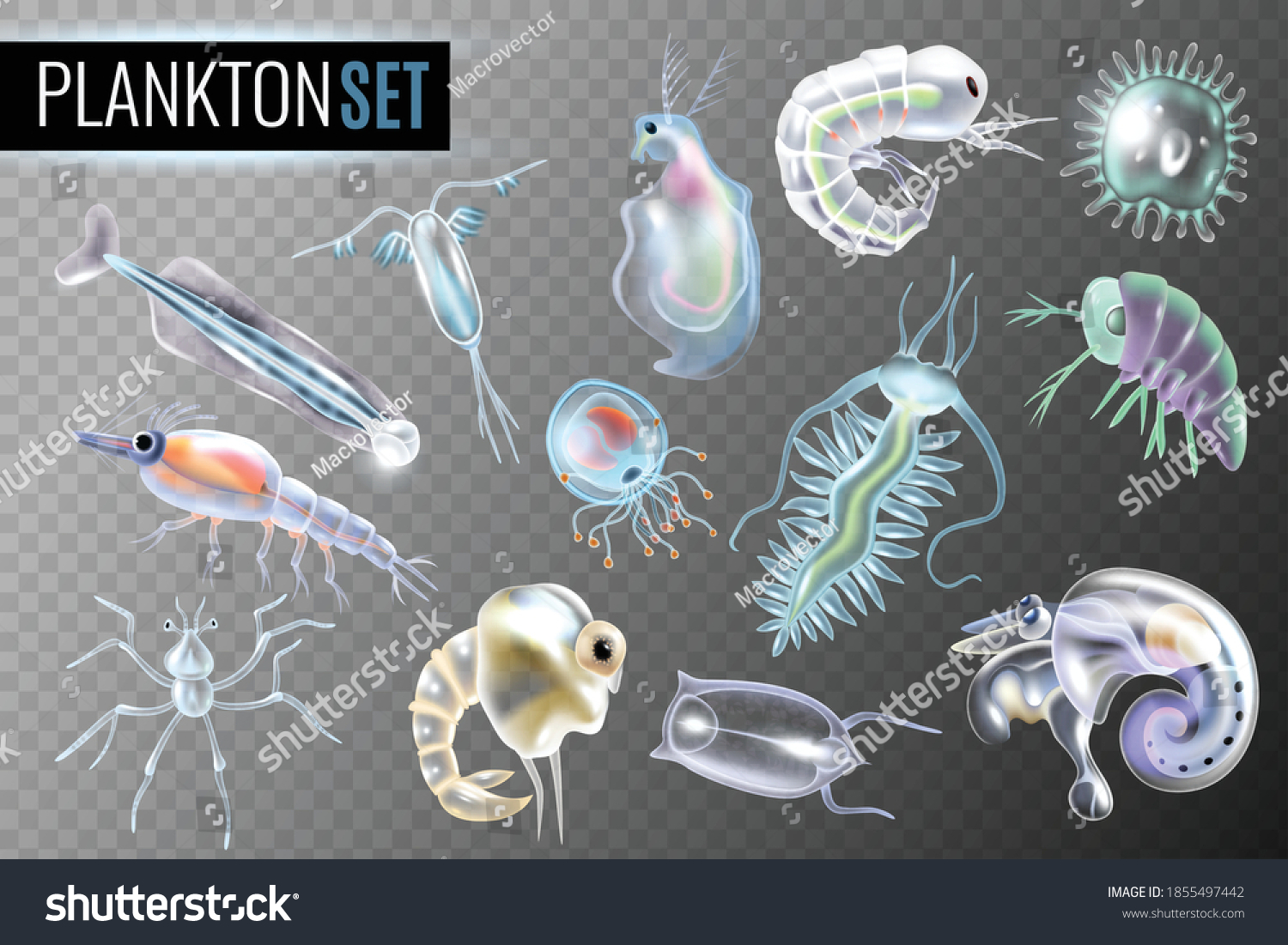 Прозрачный планктон