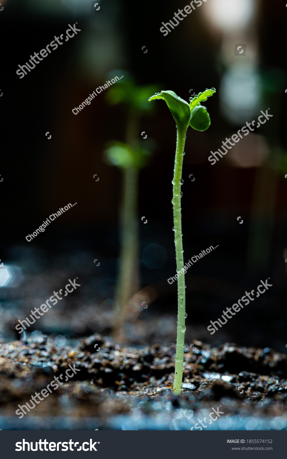 Baby Cannabis Plant Vegetative Stage Marijuana Stock Photo 1855574152 ...