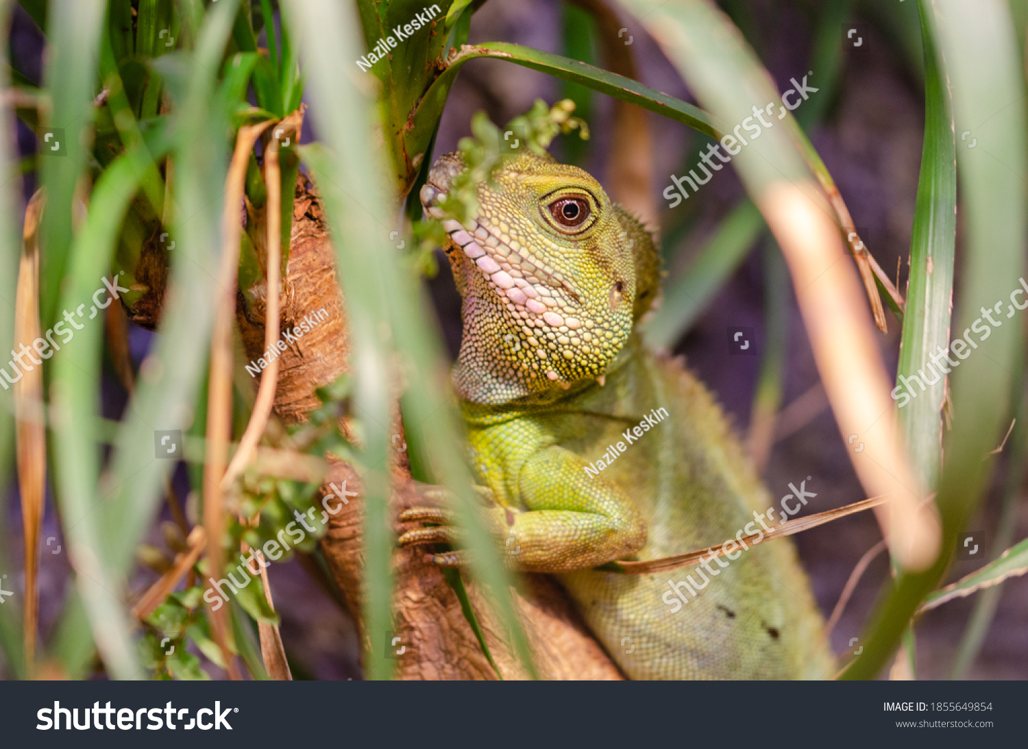 1,351 Vivarium Plants Images, Stock Photos & Vectors | Shutterstock