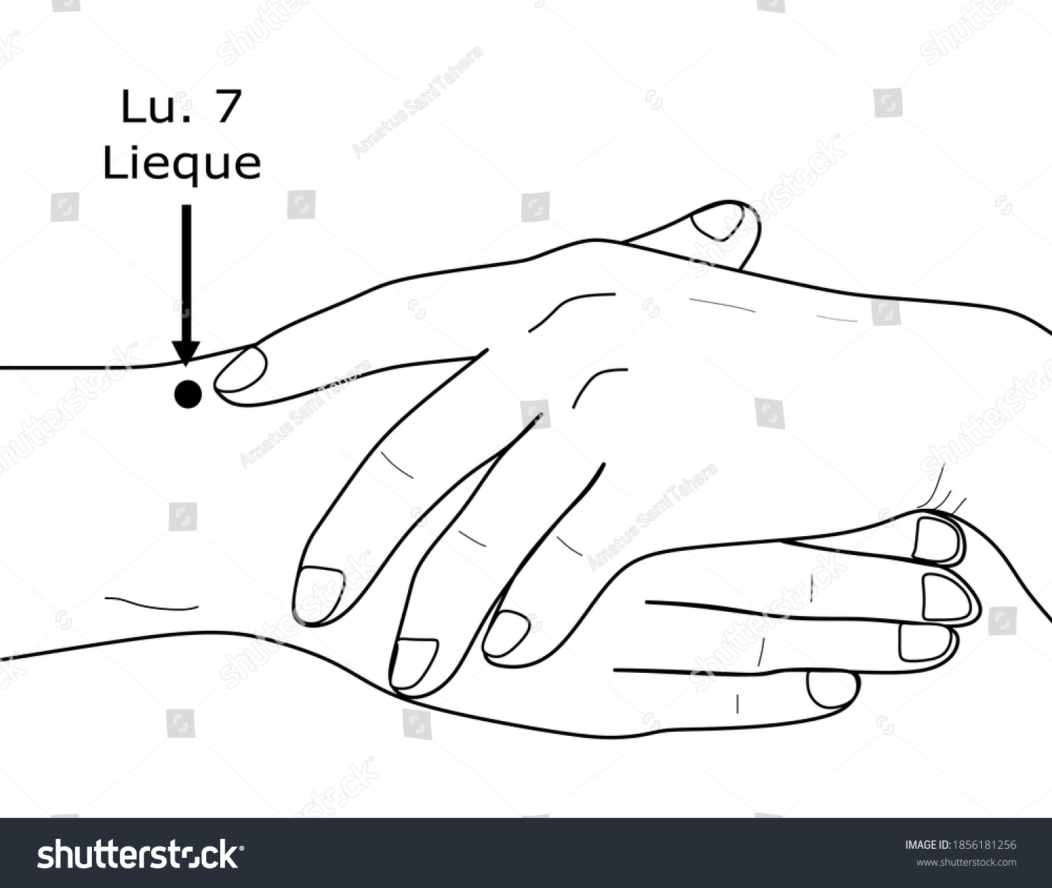 Acupuncture Point Lung 7 Lu 7 Stock Vector (Royalty Free) 1856181256 ...