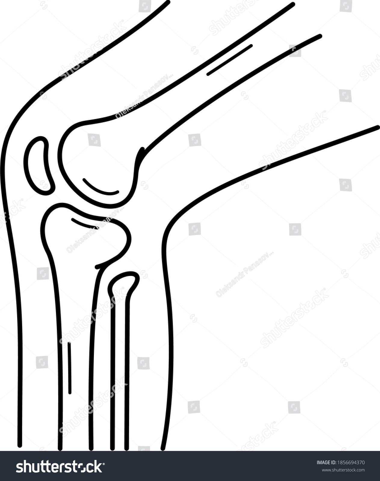 Human Knee Joint Vector Outline Illustration Stock Vector (Royalty Free ...